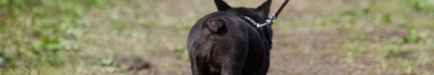 2025年6月8日♡産まれの ハスキーの赤ちゃんです! 2025年6月8日♡産まれの ハスキーの赤ちゃんです!