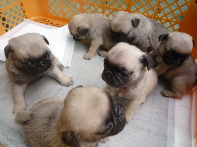 フォーン&nbsp;男の子