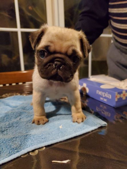 フォーン&nbsp;男の子