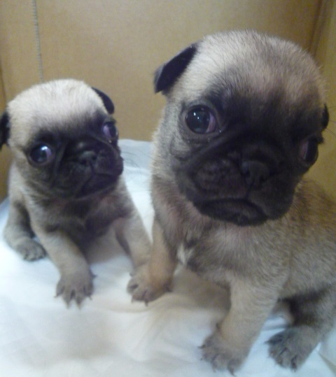 フォーン&nbsp;男の子