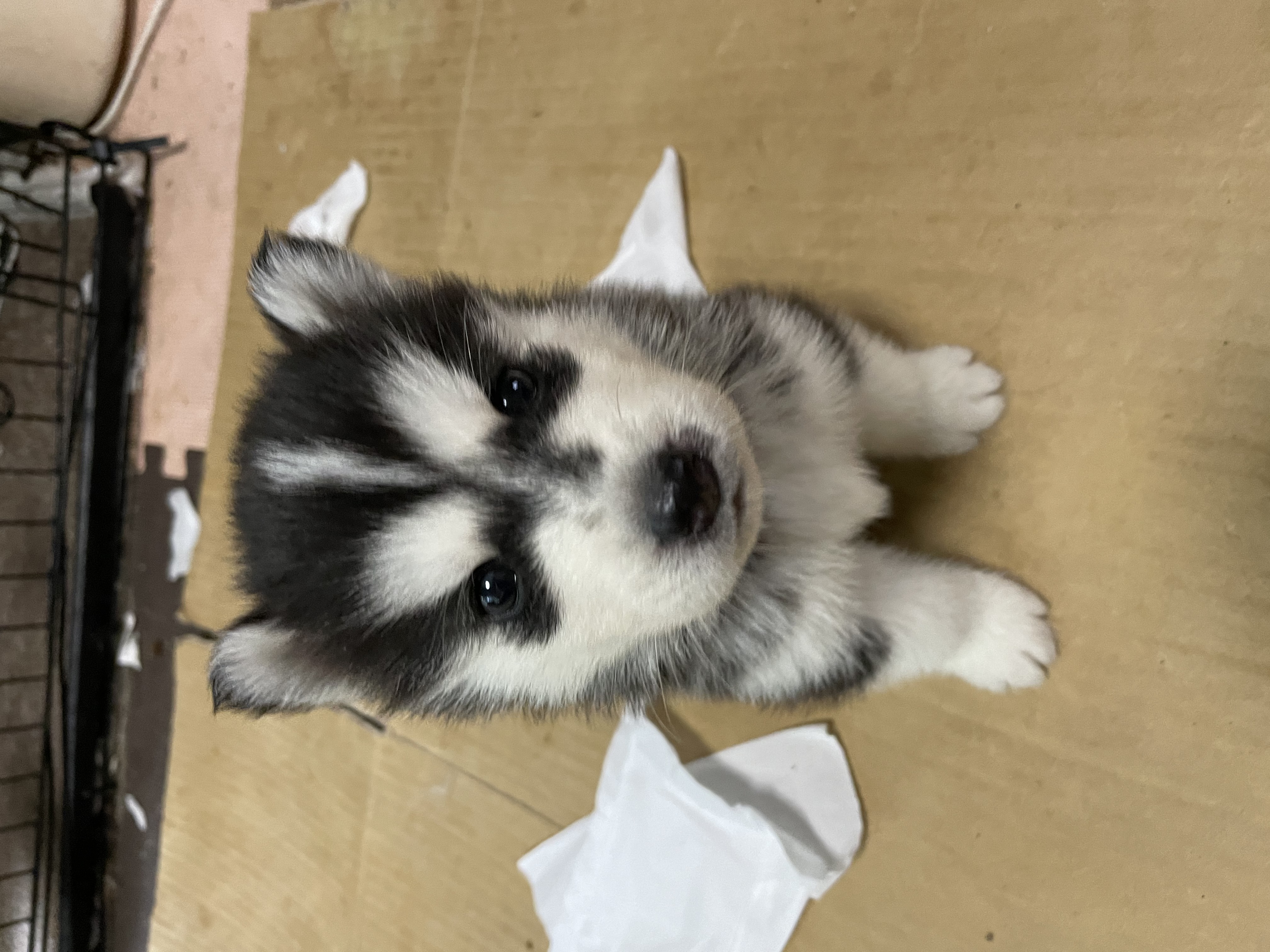 ブラック＆ホワイト&nbsp;男の子