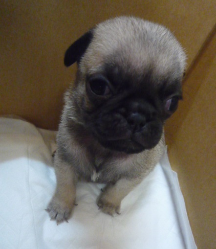 フォーン&nbsp;女の子