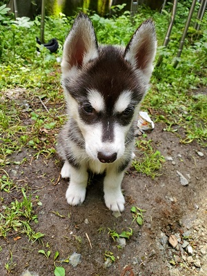 ブラック＆ホワイト&nbsp;男の子