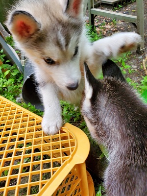 シルバー＆ホワイト&nbsp;男の子