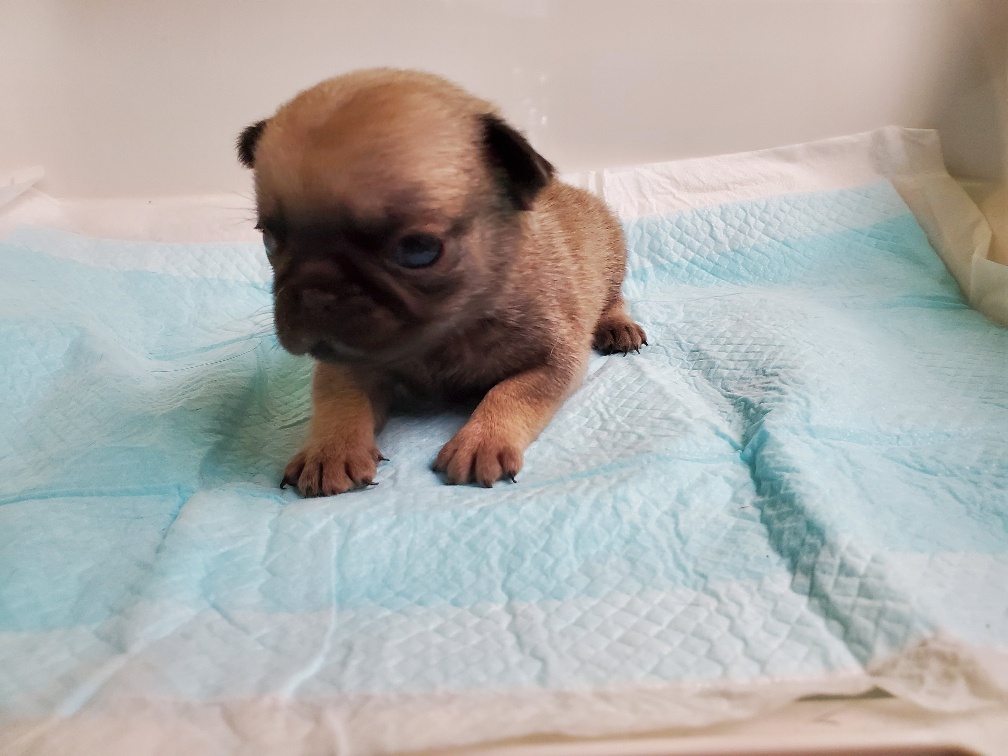 フォーン&nbsp;男の子