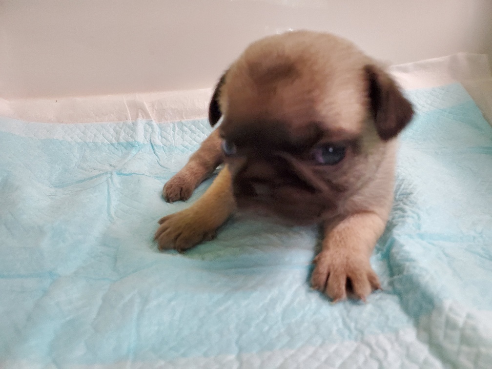 フォーン&nbsp;女の子