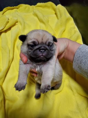 フォーン&nbsp;男の子