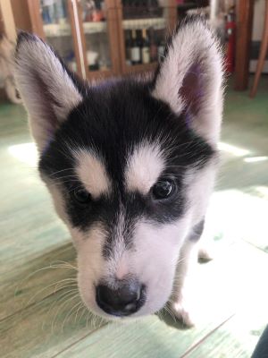 ブラック＆ホワイト&nbsp;女の子