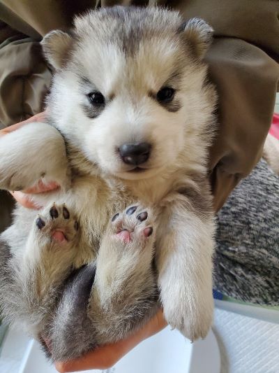 シルバー＆ホワイト&nbsp;男の子