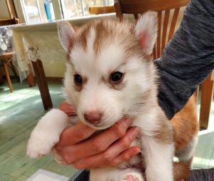 レッド＆ホワイト&nbsp;男の子