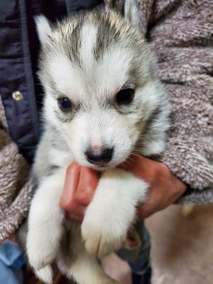 シルバー＆ホワイト&nbsp;女の子