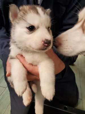 シルバー＆ホワイト&nbsp;女の子