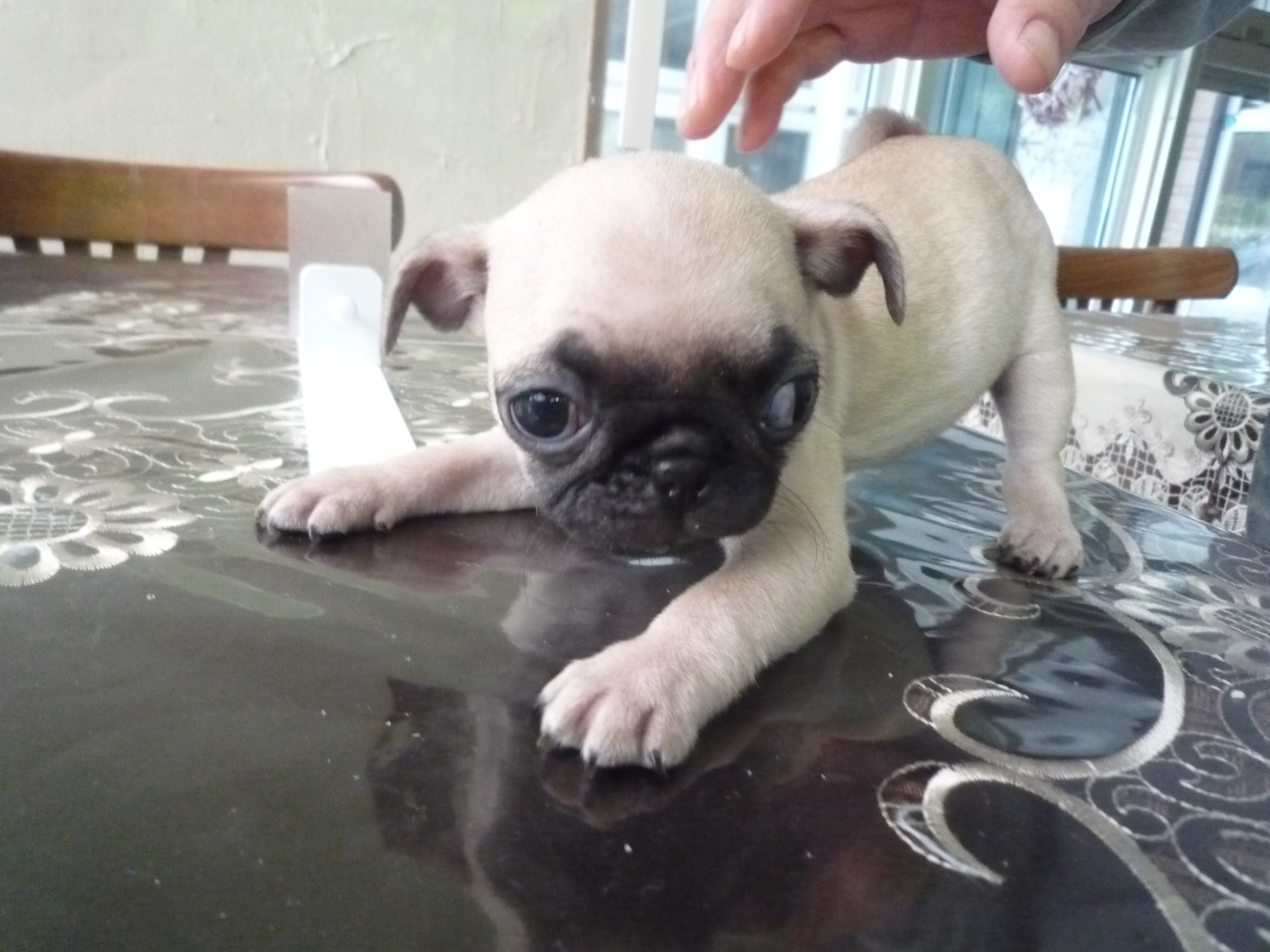 フォーン&nbsp;女の子