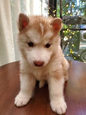 レッド＆ホワイト&nbsp;女の子