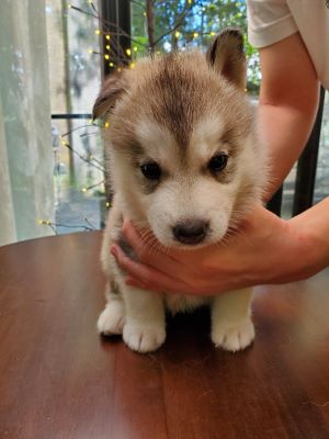 シルバー＆ホワイト&nbsp;男の子