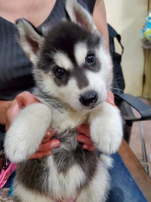 ブラック＆ホワイト&nbsp;男の子