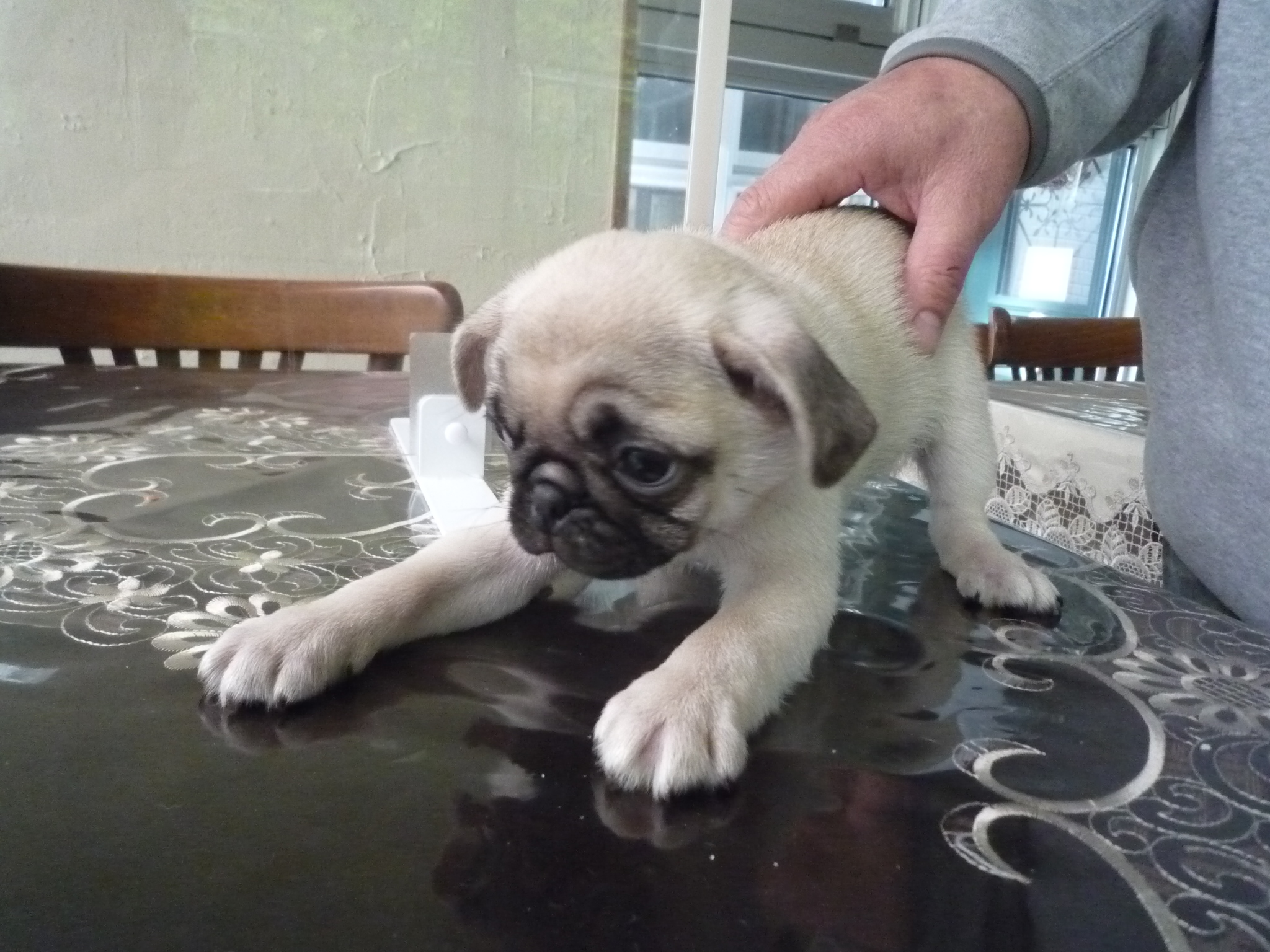 フォーン&nbsp;男の子