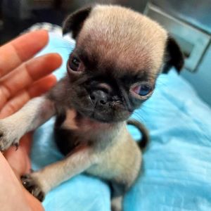 フォーン&nbsp;女の子