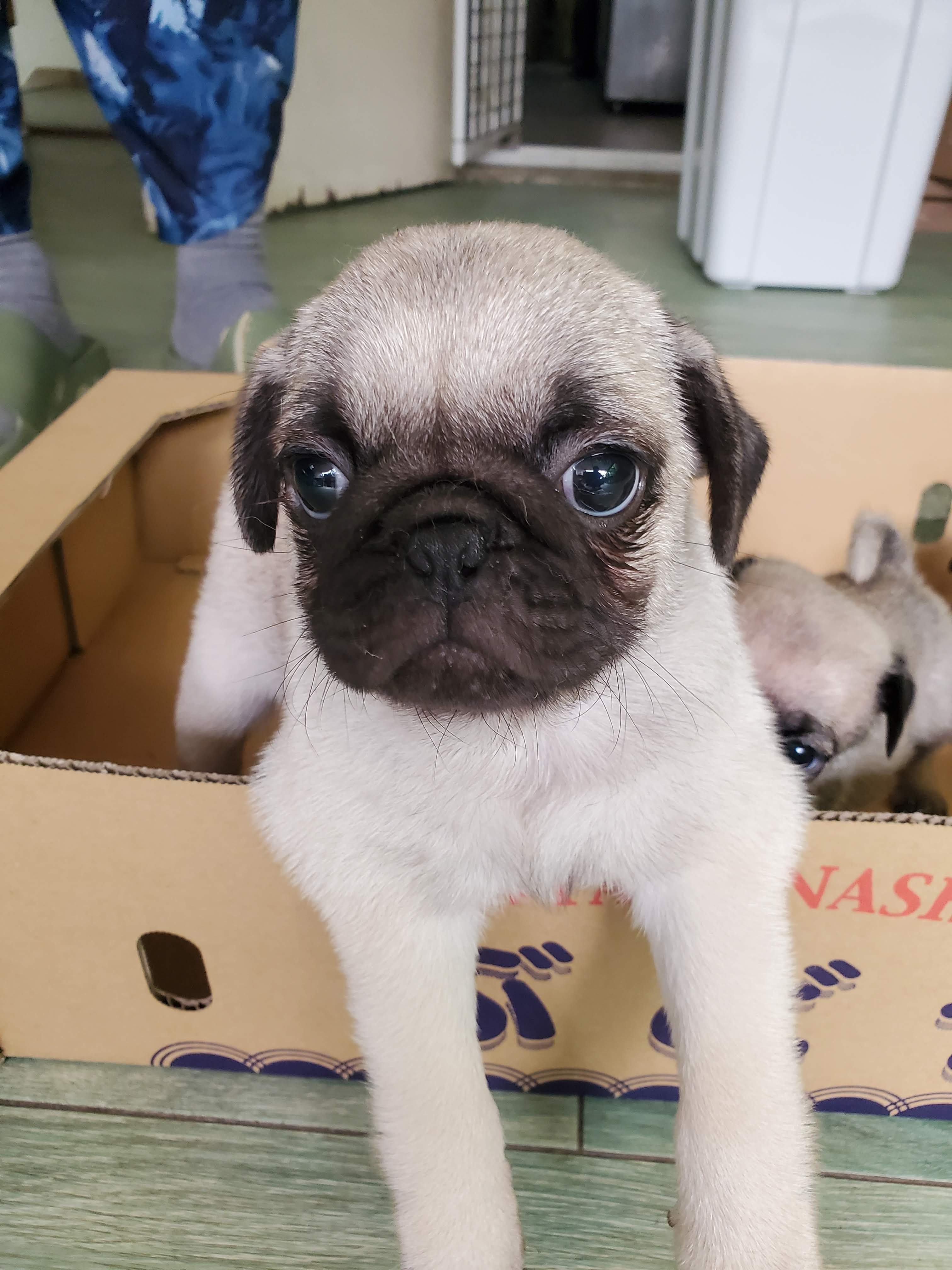 パグ[フォーン] 男の子と女の子