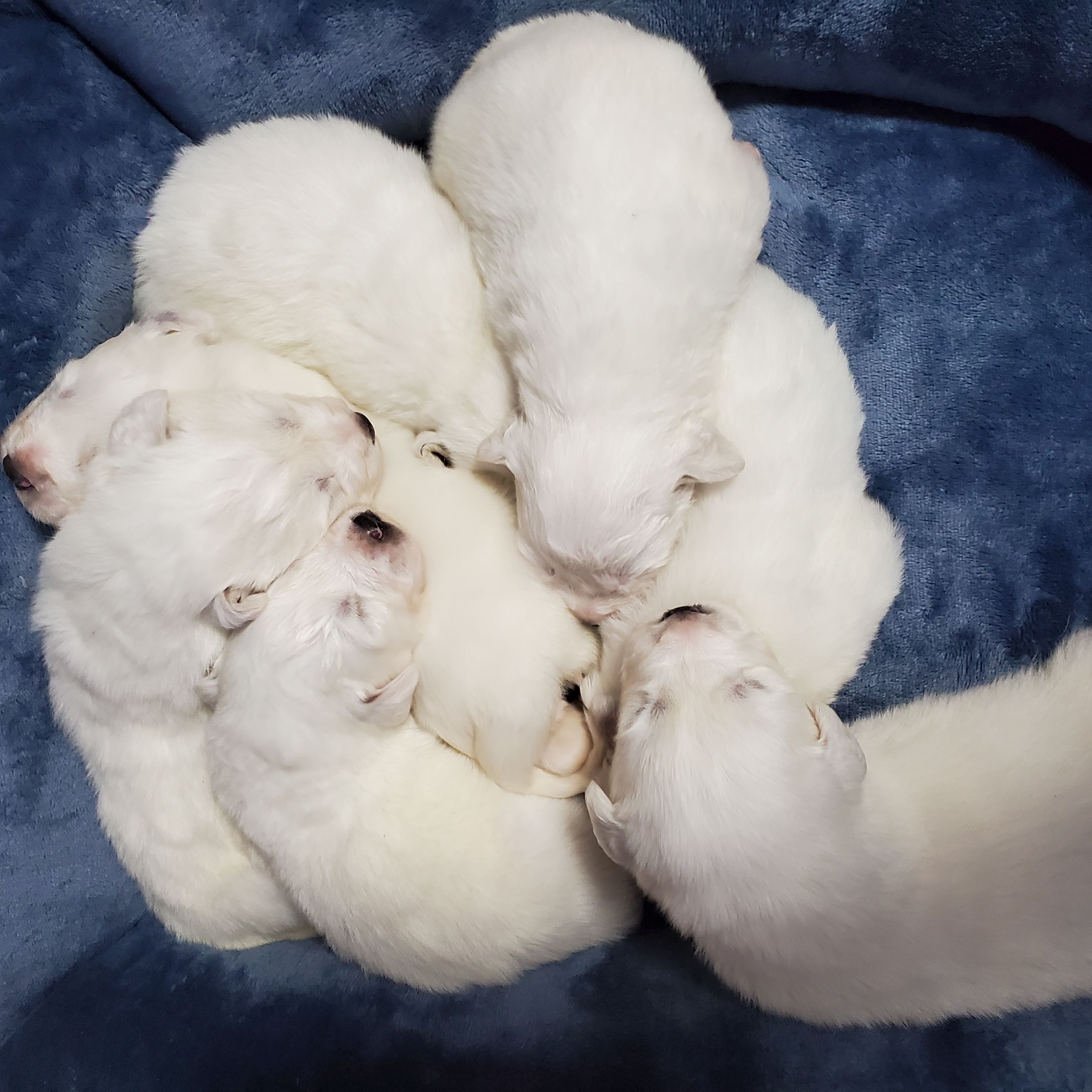 ホワイト 男の子と女の子