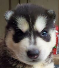 ブラック＆ホワイト&nbsp;男の子