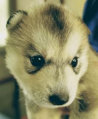 シルバー＆ホワイト&nbsp;女の子