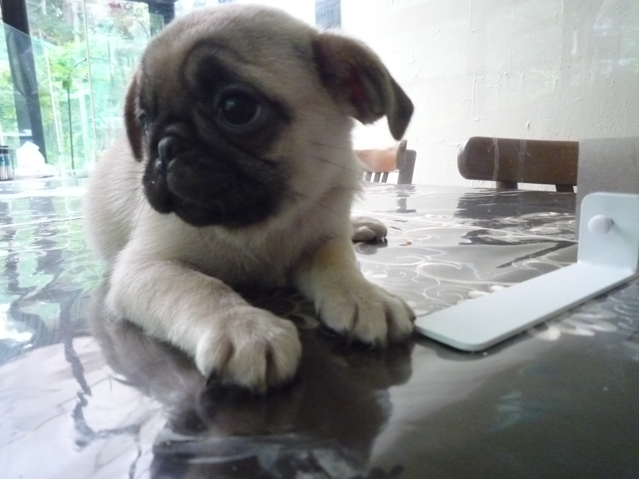 フォーン&nbsp;男の子